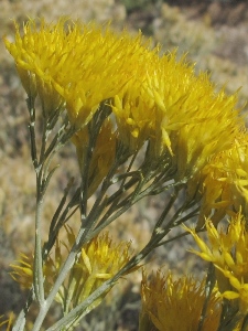 Chrysothamnus spp.